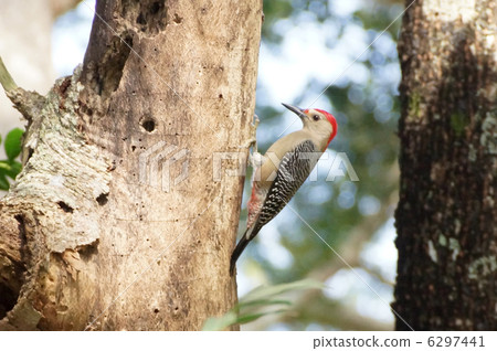 Yucatan Simasegera 6297441