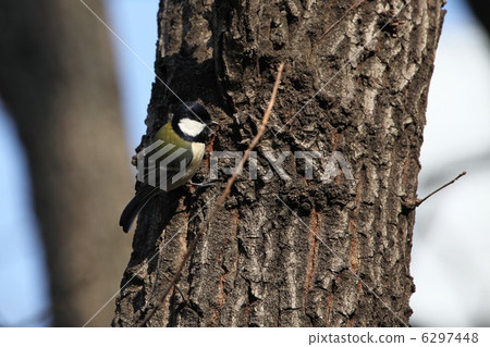 Great tit Great tit 6297448