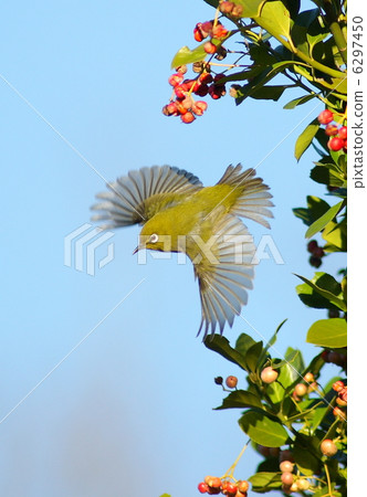 White-eye White-eye 6297450
