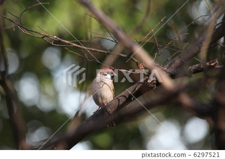 Sparrow Sparrow 6297521