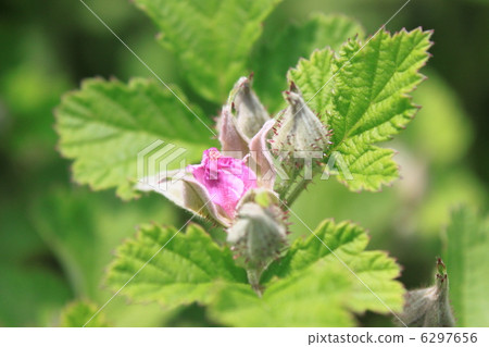 Nawaishiroigo flower 6297656