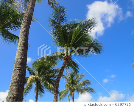 Palm tree and blue sky Palm tree and blue sky 6297725
