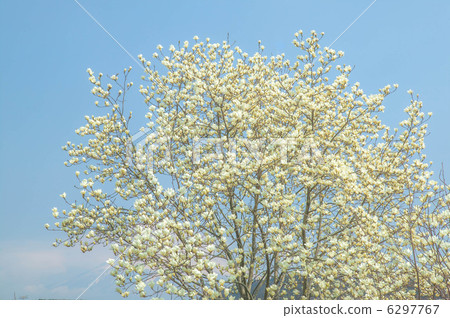 Spring white magnolia 6297767