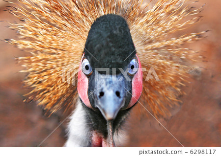 gold herons bird gold herons bird 6298117