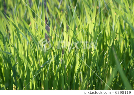 green lawn grass green lawn grass 6298119