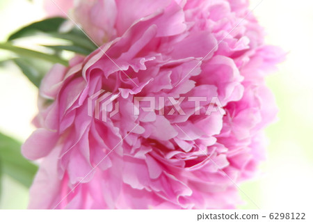flower peony flower peony 6298122