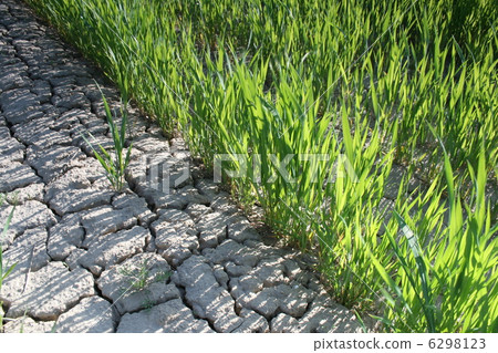 lawn grass lawn grass 6298123