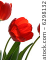 flower of  tulip 6298132