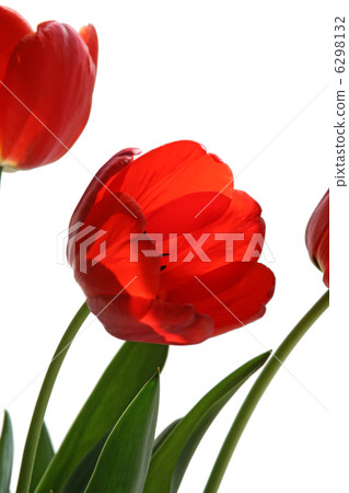 flower of tulip flower of tulip 6298132