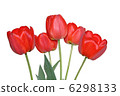 flower of  tulip 6298133