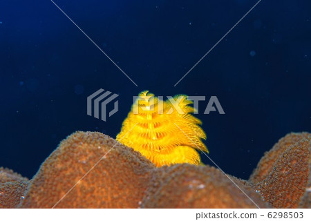 大旋鰓蟲 6298503