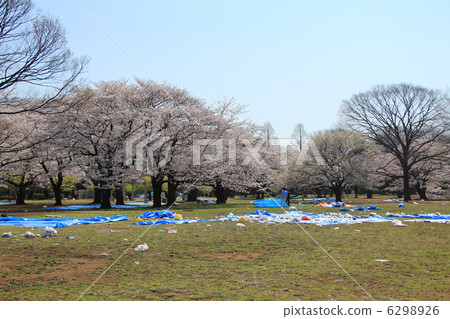 Hanami trace 6298926