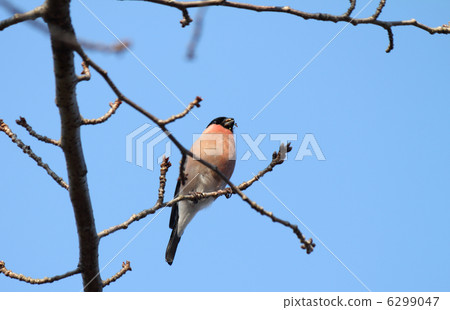 Lie to eat cherry blossoms Lie to eat cherry blossoms 6299047