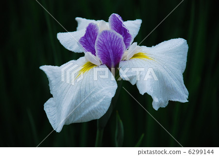 Iris Iris 6299144