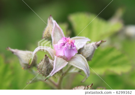 Nawaishiroigo花 6299162