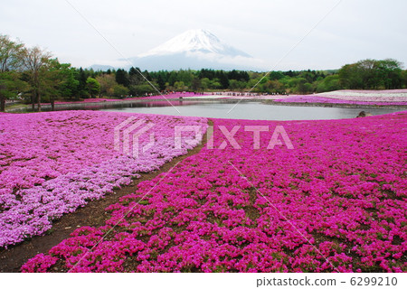 地面粉紅色 6299210