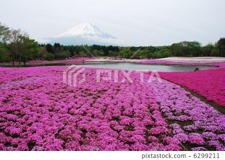地面粉紅色 6299211