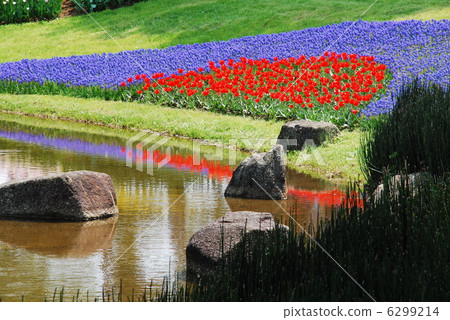 Pond and tulip 6299214