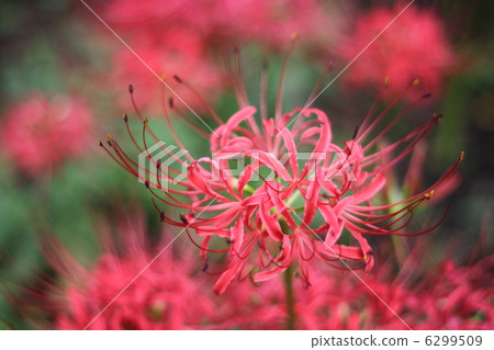 Mandarin saixa 6299509