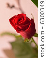 插花1 6300349