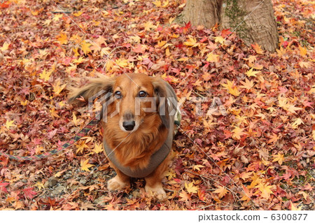 Autumn leaves 6300877