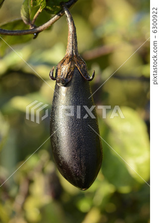 Eggplant 6300922