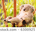 Good night Koala 6300925