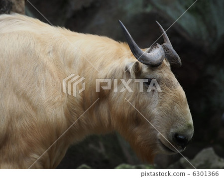 The profile of the Golden Takin 6301366