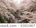Cherry blossoms of Meguro River 6301467