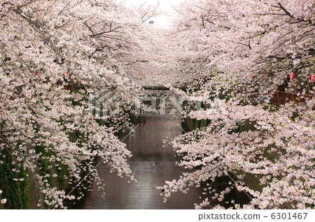 Cherry blossoms of Meguro River 6301467