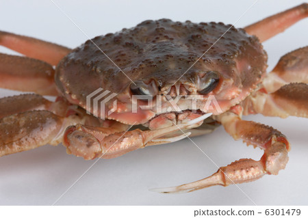 Coconut crab Coconut crab 6301479