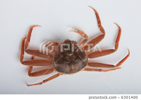 Coconut crab Coconut crab 6301480