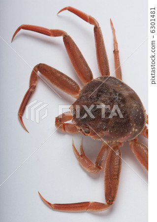 Coconut crab Coconut crab 6301481