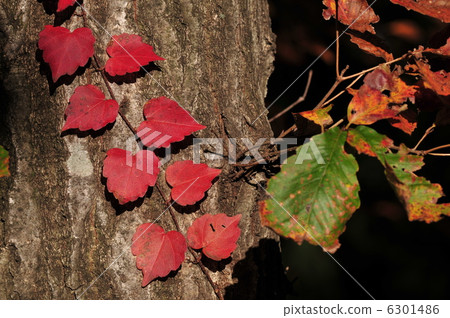 Autumn leaves ~ ivy Autumn leaves ~ ivy 6301486