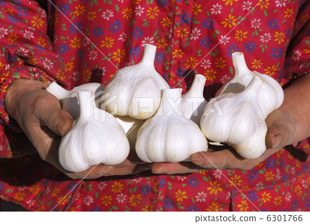 Harvested garlic image material Brand Oiso 6301766
