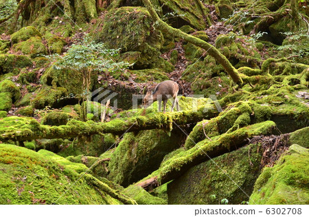 苔蘚葉和鹿 苔蘚葉和鹿 6302708
