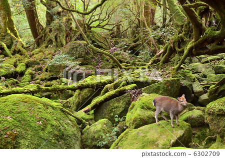 苔蘚葉和鹿 6302709