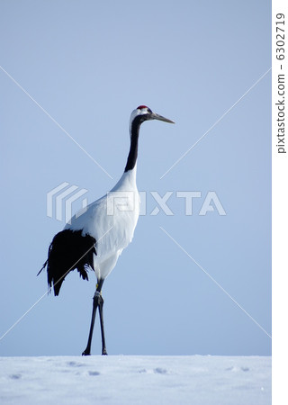 One dumpling crane (Tsurui village) 6302719