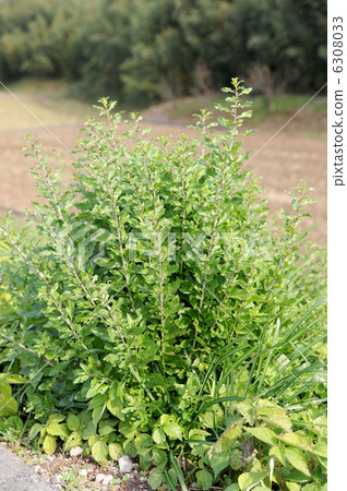 Wolfberry leaves 6308033