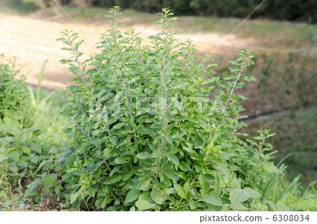 Wolfberry leaves 6308034