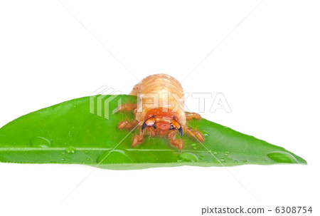 Chafer larva on green leaf 6308754