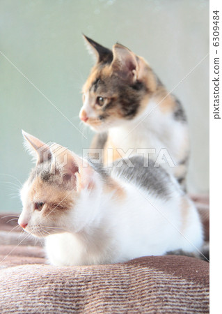 Kitten sister 6309484