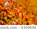 秋天（秋葉） 6309698