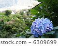 繡球花（繡球花） 6309699