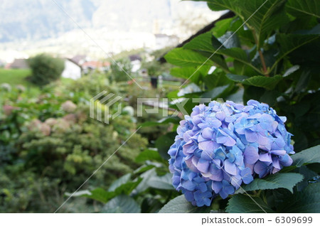 繡球花（繡球花） 6309699