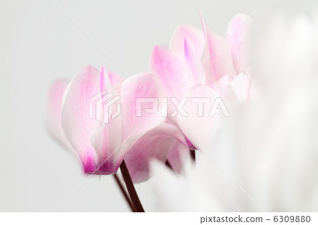Gentle cyclamen 6309880