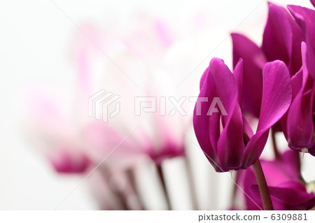 Red cyclamen cyclamen 6309881