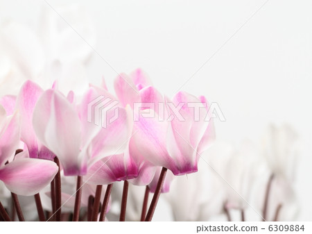 白色和粉紅色的仙客來 6309884