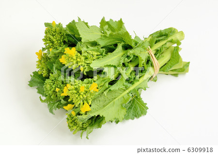 Rape blossoms Rape blossoms 6309918