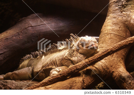 鬣蜥 鬣蜥 6310349